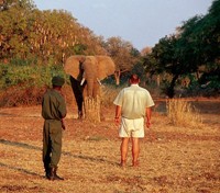 Walking Safari